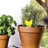 Piège à insectes-fiche jaune , lot de 10
