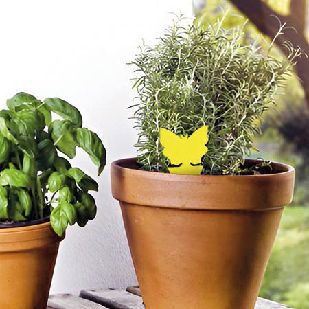 Piège à insectes-fiche jaune , lot de 10